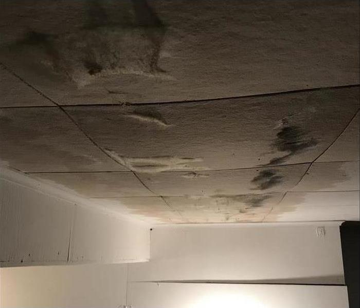 Mold growing on ceiling panels