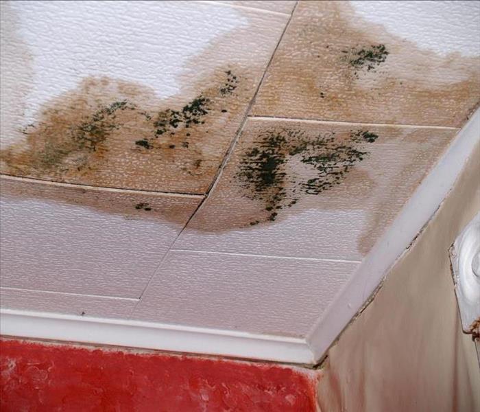 Ceiling tiles with mold
